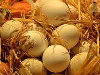 Man dies from eating 28 raw eggs in a bet. 48967.jpeg