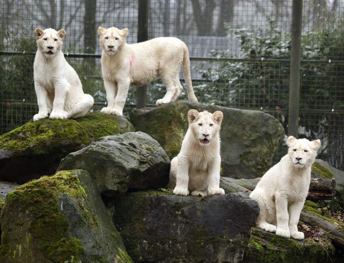 White lion, a miracle of nature