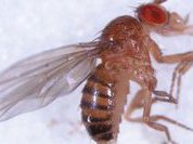 Genetic stop sign halts evolutionary explanations