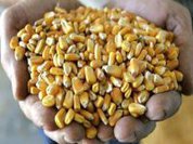 Fears of a repeat of the 2008 Food Crisis