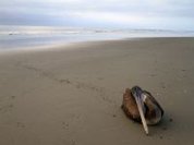 Mysterious animal deaths in Peru