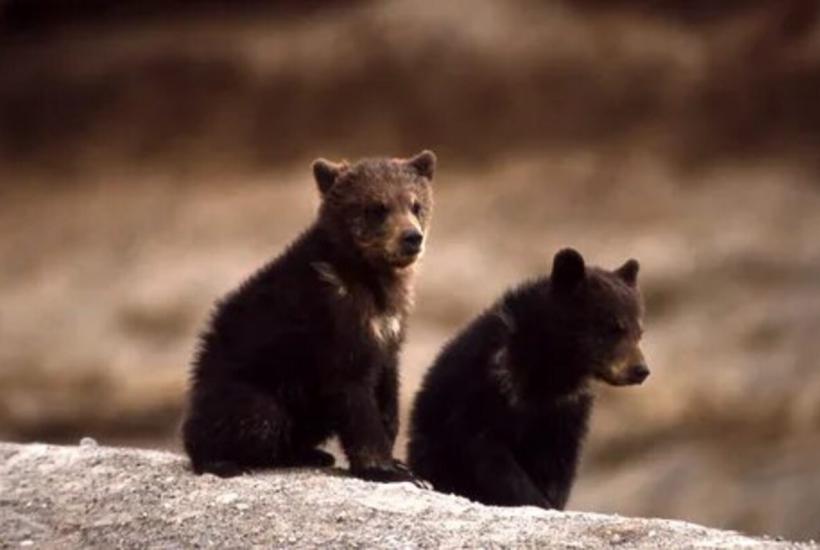 Heartwarming Rescue: Bear Cub Saved from Drowning in Russia’s Bashkiria