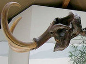 Scientists late to recognize human and giant mammal coexistence