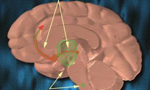 Dopamine for the Winners: how our mind's reward system drives political ambition and affects civilization
