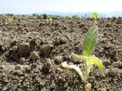 How to feed 7 billion people and keep Earth alive?