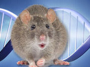 Gene control regions protected negating evolution