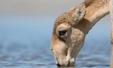 From legend to reality: rare animals once thought to be myths
